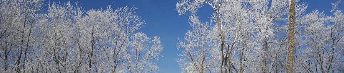 cropped-frostytrees-1.jpg